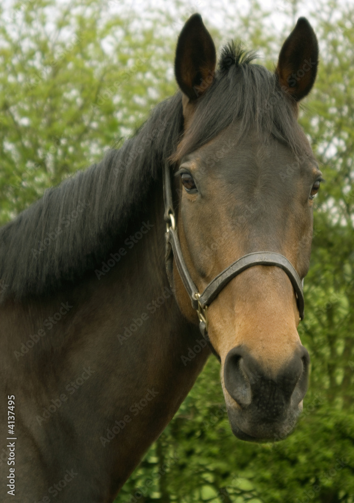 Fototapeta premium Horse