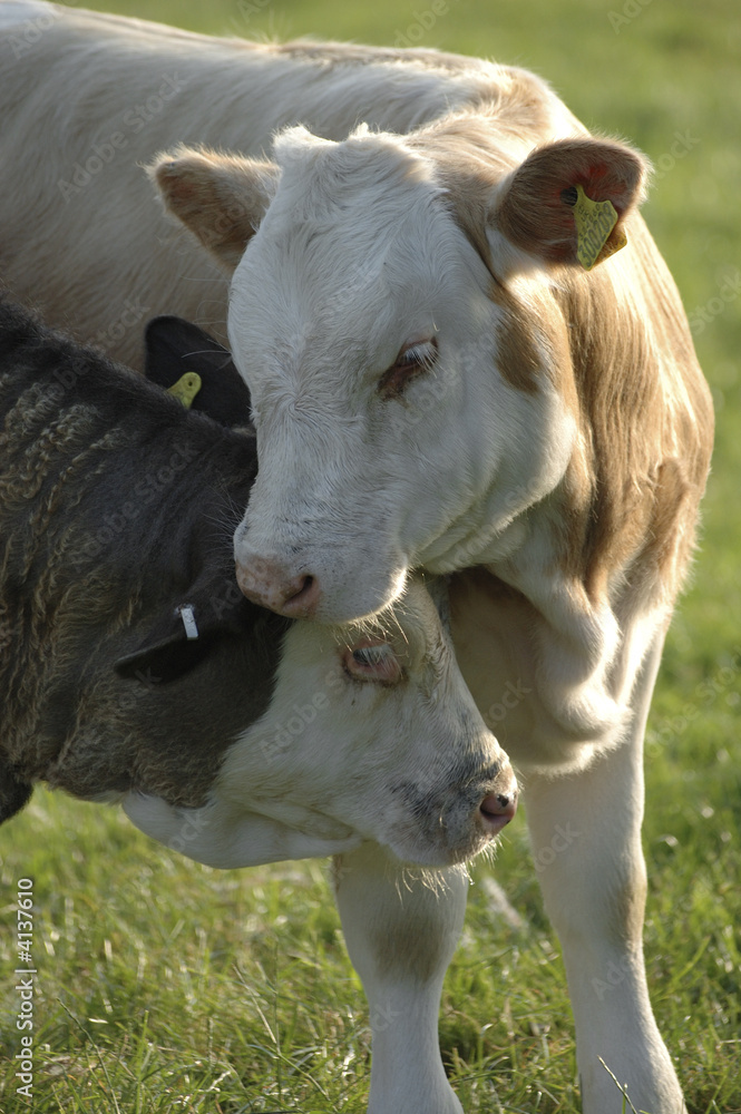 cows cuddling cows cuddling
