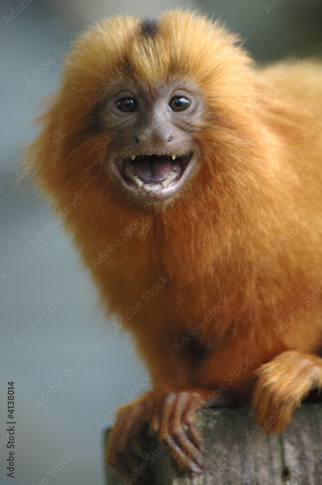 golden lion tamarin golden lion tamarin