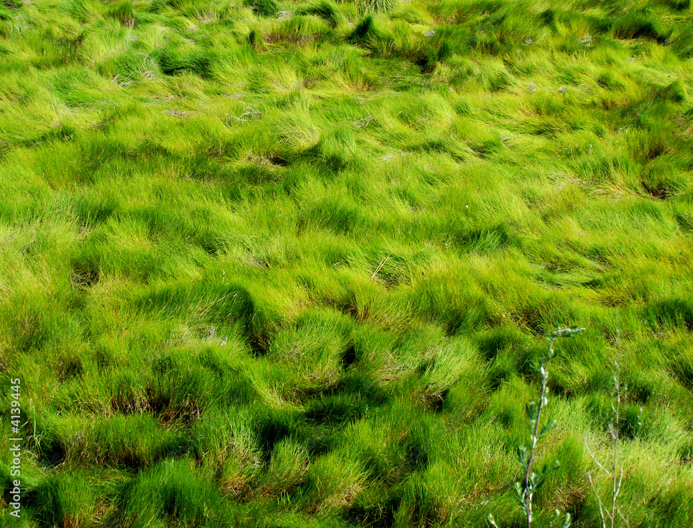 green patterns green patterns