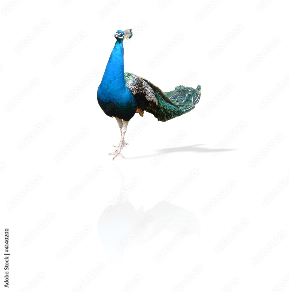 Fototapeta premium Pfau