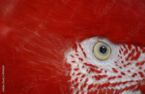 parrot eye