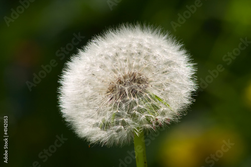 Dandelion  Taraxacum 