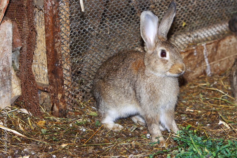 Fototapeta premium Lapin