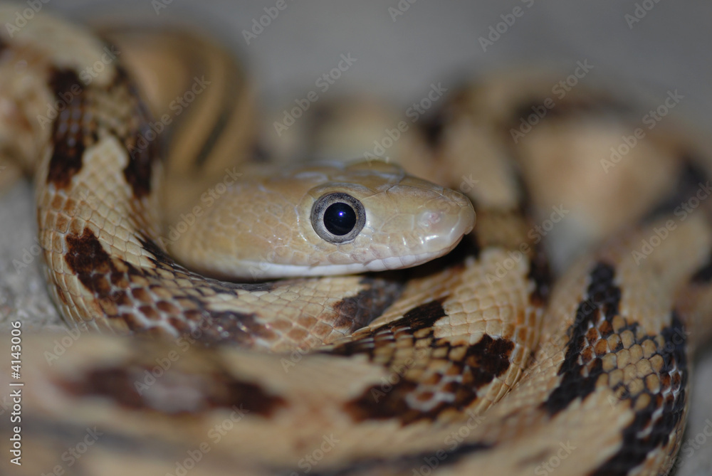 Snake Eye