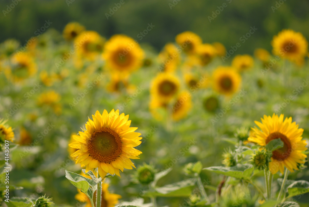 Sunflowers Sunflowers