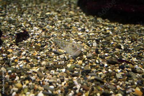 mimicry fish ocean floor