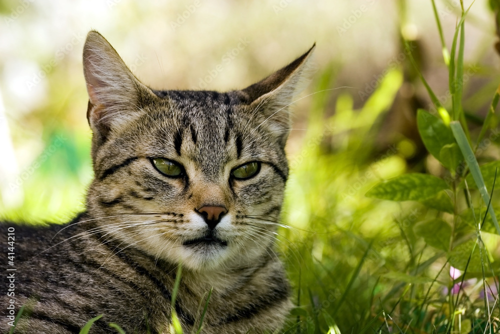 Naklejka premium Cat
