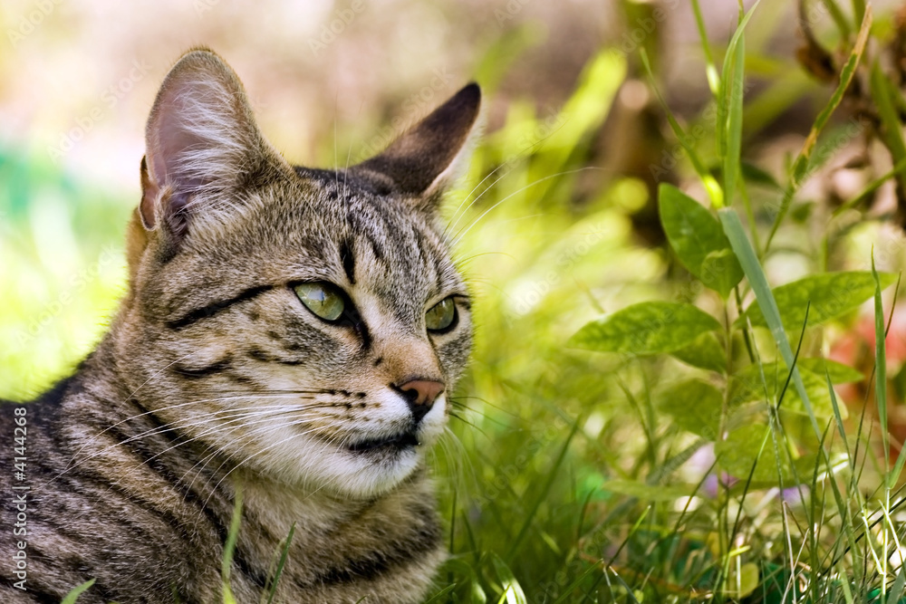 Obraz premium Cat