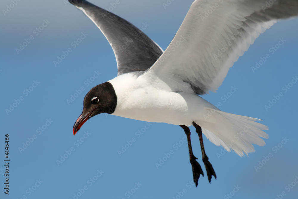 Obraz premium Gull Flight