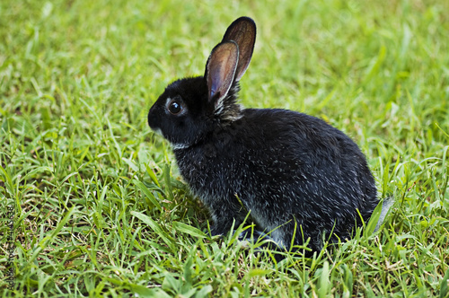 Bunny Rabbit