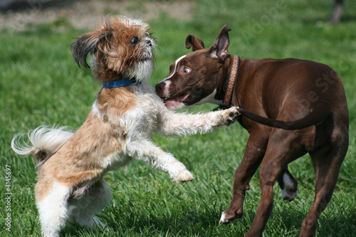 Puppies wild eyed with excitement photo