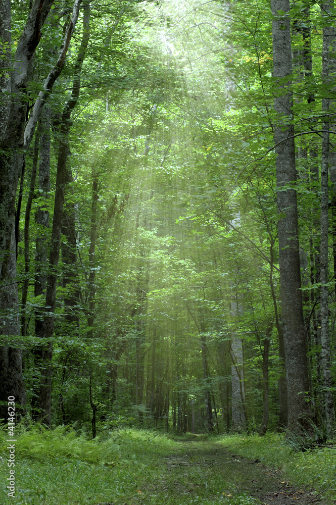 Obraz premium in the woods