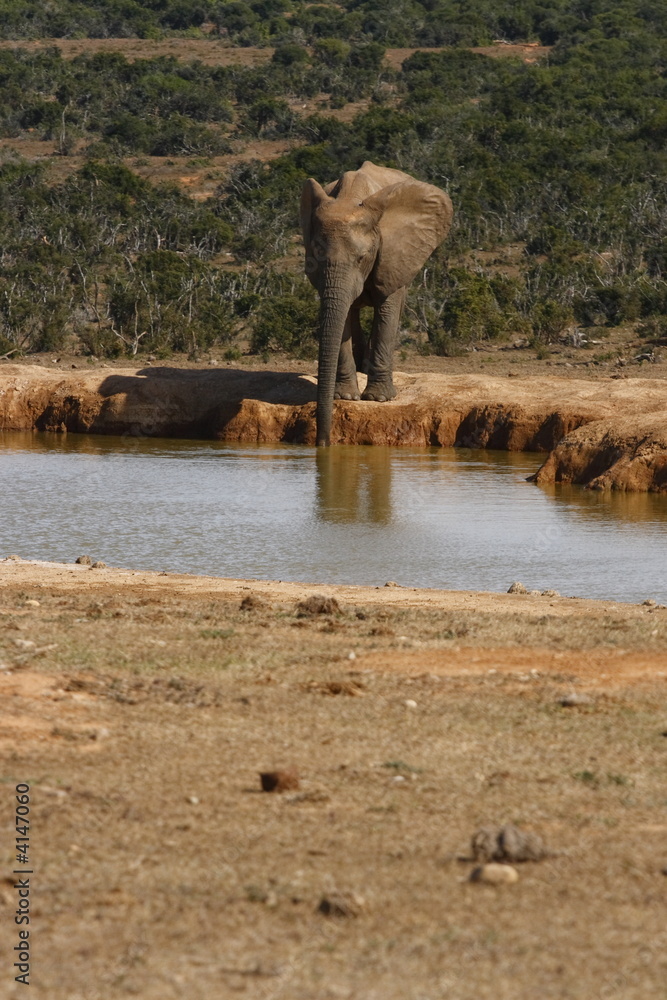 Fototapeta premium All alone at the waterhole
