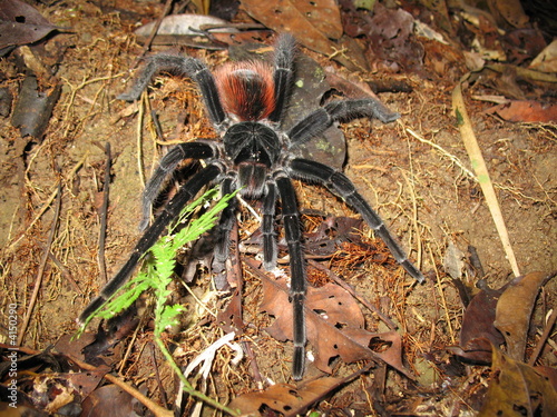 Fotografía Vogelspinne, Lasiodora parahybana,  Amazonas