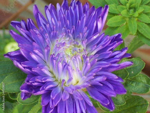 purple aster photo