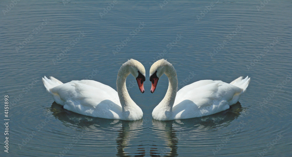 Fototapeta premium swans on the lake