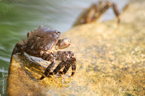 Closeup photo of a Bulgaria crab