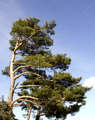 Windflüchter2