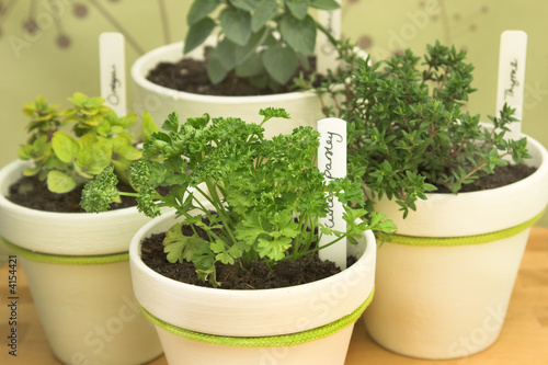Fresh potted herbs