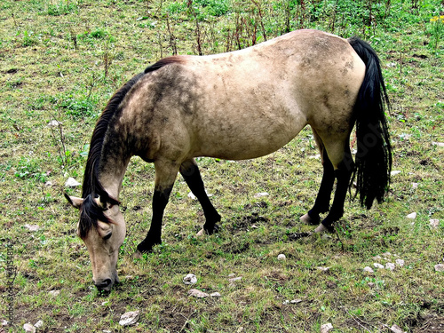 Horse Grazing