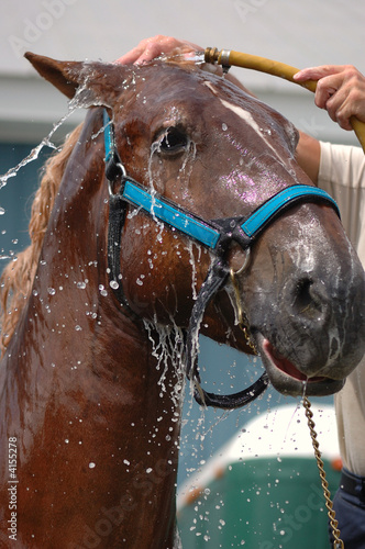 Horse wash
