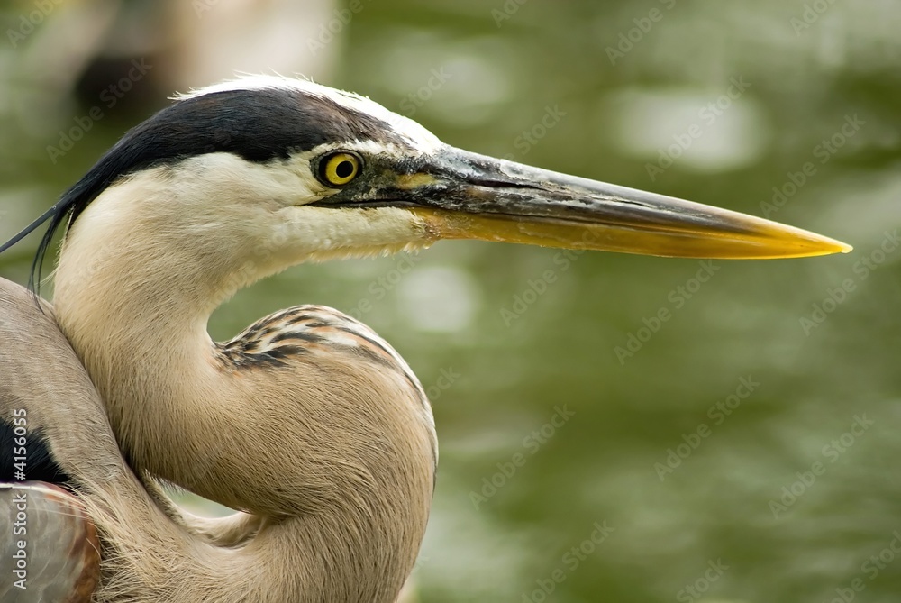 White Heron