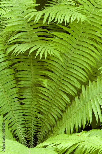 Ferns in the natural forest