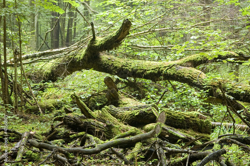 Fallen tree laying on forest bottom