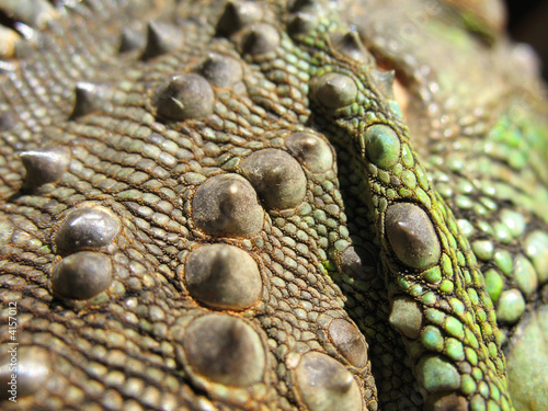 pics sur la peau de l'iguane