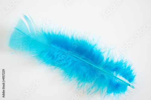 Plume bleu