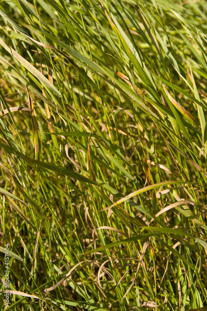 Obraz premium Grass Field