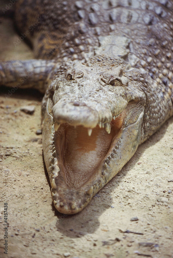 Fototapeta premium crocodile