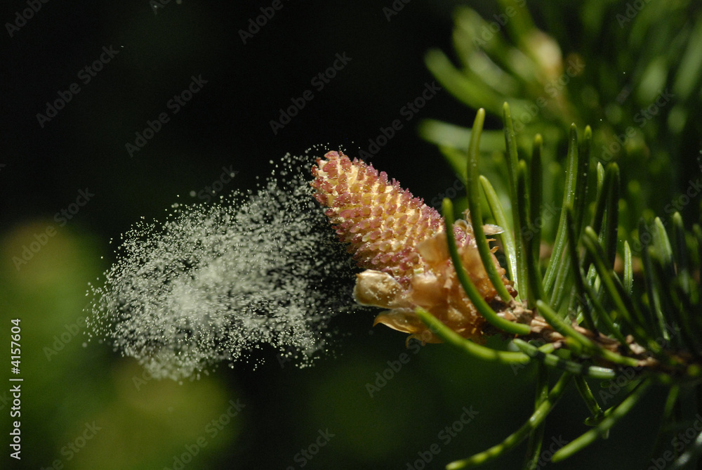 pollen au vent