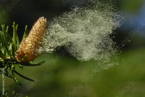 pollen au vent