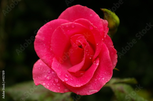 rosa-rote Blume mit Tautropfen