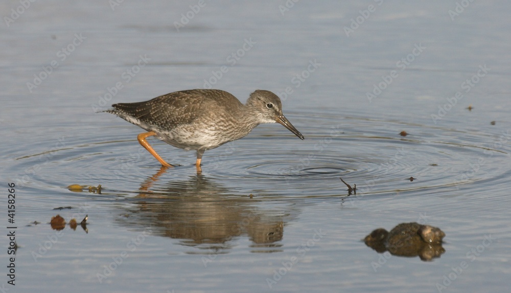 Common Redshank Common Redshank