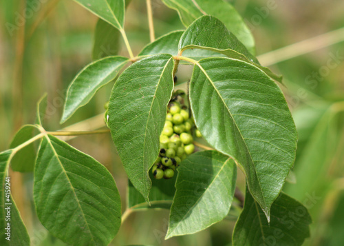 Foto Poison Ivy Closeup
