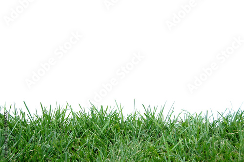 Vászonkép Green grass isolated against a white background