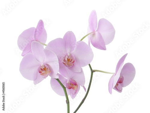 Fotografiet pretty pink orchid