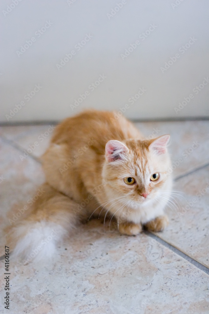 Rufous cat lying on ceramic tile floor and look forward #1 Rufous cat lying on ceramic tile floor and look forward #1