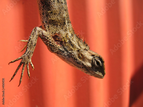 lézard sur fond céramique photo