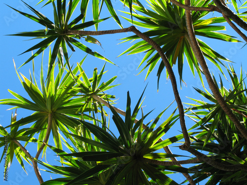 dracaena et ciel bleu