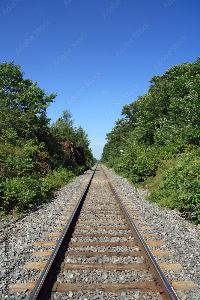 Railway track crossing the wood