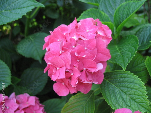 pink flower