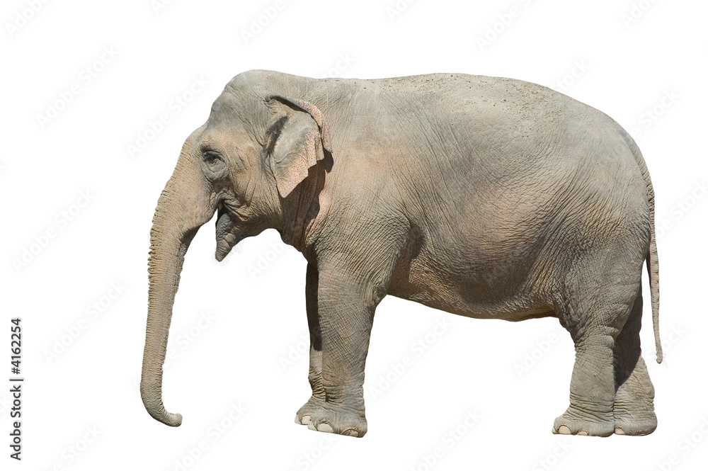 Elefant