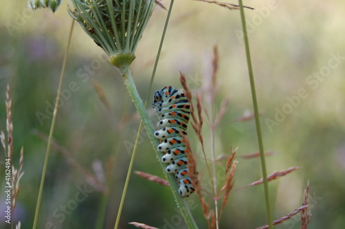 chenille couleur photo