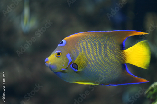 neon coral fish © Xavier MARCHANT