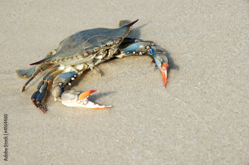 Crab on Shore