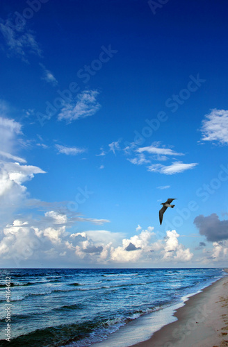 Beach and Seagull